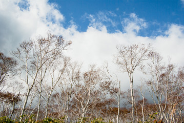 白樺と雲と空を見上げる