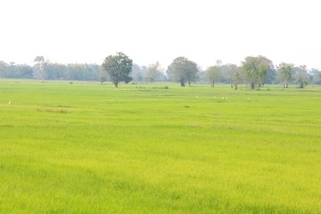 Fototapeta na wymiar landscape with green field and trees