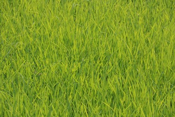 background of grass