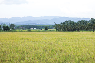 Obraz premium Rice farm in the paddy field. Yellow paddy rice field with green leaf in the morning time. Coconut plant background