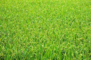 Rice farm in the paddy field. Green fresh paddy rice field with green leaf and Sunlight in the morning time.