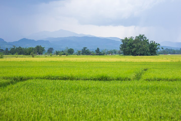 Obraz premium Green rice field, Mountain background
