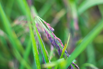 Close up Riceberry plant in North Thailand.