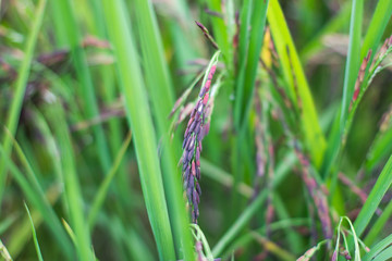 Close up Riceberry plant in North Thailand.