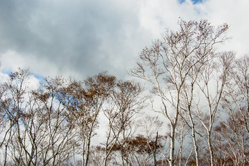 白樺と雲と空を見上げる