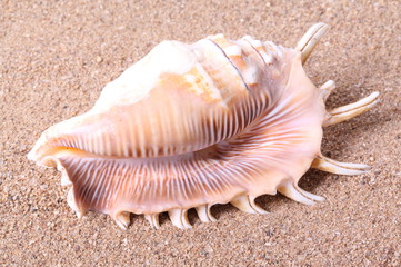 Seashells on sand background