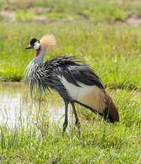 Grey Crowned Crane in Masai Mara