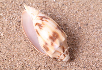 Seashells on sand background