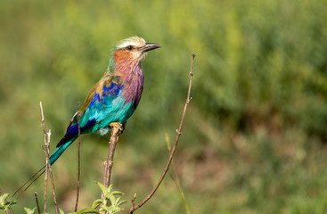 Lilac-Breasted roller perched on a branch in Masai Mara