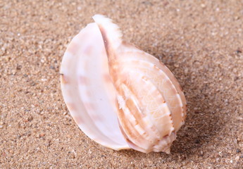 Seashells on sand background