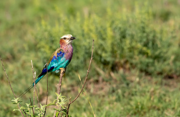 Lilac-Breasted roller perched on a branch in Masai Mara