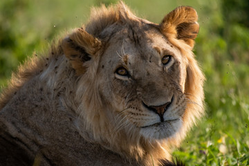 Obraz na płótnie Canvas Male Lion portrait in Masai Mara Kenya