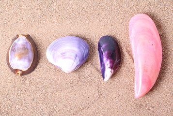 Fototapeta na wymiar Set of seashells on sand background