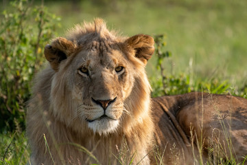 Obraz na płótnie Canvas Male Lion portrait in Masai Mara Kenya