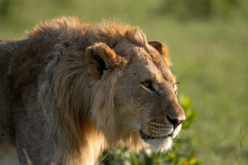 Male Lion portrait in Masai Mara Kenya