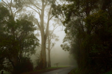 Trees in Mist