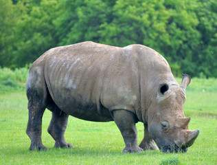 Fototapeta premium White rhinoceros, Ceratotherium simum, grazing on grassland 