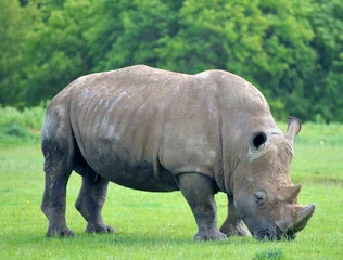 Foto op Plexiglas White rhinoceros, Ceratotherium simum, grazing on grassland  © davidyoung11111