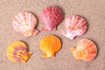 Set of Seashell on sand background