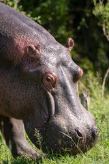 Close-up of grazing hippopotamus in Masai Mara