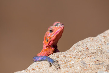 Rock Agama lizard in Masai Mara, Kenya