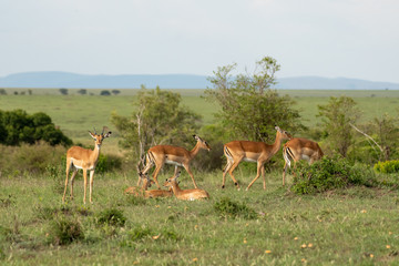 Naklejka na ściany i meble Thomson's gazelle resting in grass land in Masai Mara