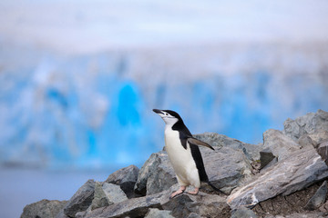 Chinstrap Penguin on Half Moon Island with Livingston Island Glacier in the Background