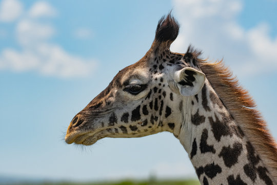 Profile of Giraffe in Masai Mara, kenya