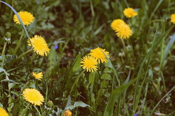 Yellow dandelions on a sunlit lawn on a summer day close-up. Retro style toned