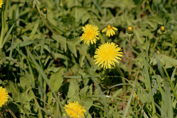 Yellow dandelions on a sunlit lawn on a summer day close-up. Retro style toned