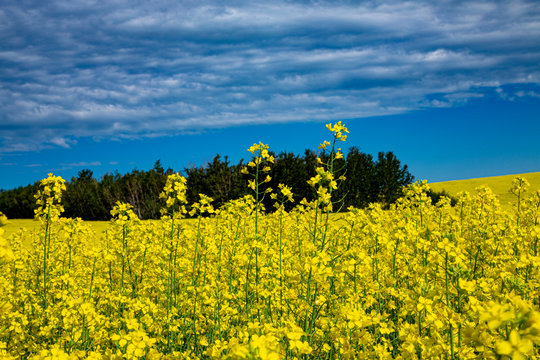 Canola Fields 