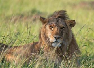 Male Lion portrait in Masai Mara Kenya