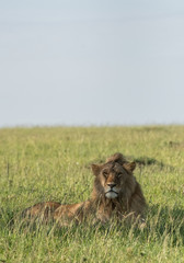 Male Lion portrait in Masai Mara Kenya