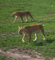 Lion cubs drinking milk from the lioness