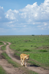 African Lioness portrait in Masai Mara, Kenya