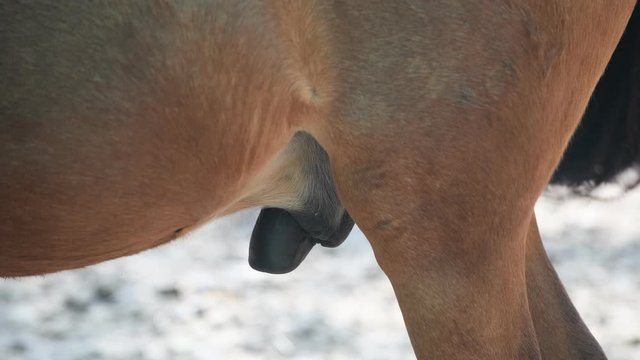 Horses reproductive organs for education