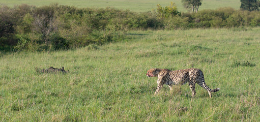 Cheetah brothers killing and eating an antelope