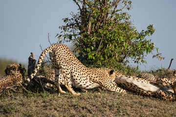 Cheetah brothers relaxing under a tree in Masai Mara