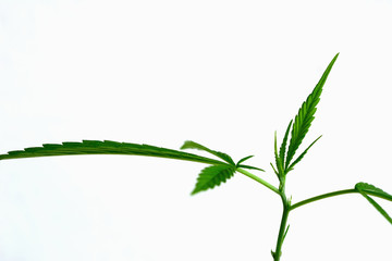 Isolate young cannabis or hemp leaves