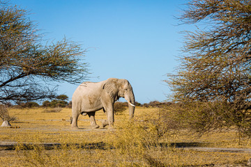 Elefant