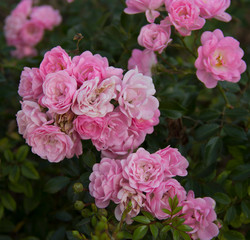 Naklejka premium Pink rose flowers in beautiful garden at the morning, summertime.