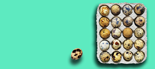 Fresh organic quail eggs in open cardboard packaging isolated on mint color background. Top view, copy space for text.