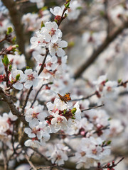 A little butterfly sits on a branch of blooming apricots.