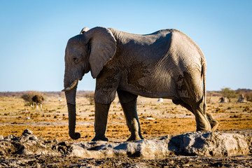 Elefant