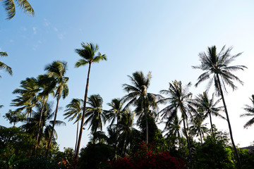 Fototapeta na wymiar Palm trees sunset shadow background