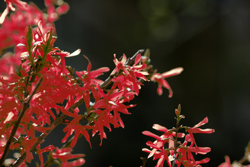 Flowering forsythia bush unusual red color on a sunny spring day close up