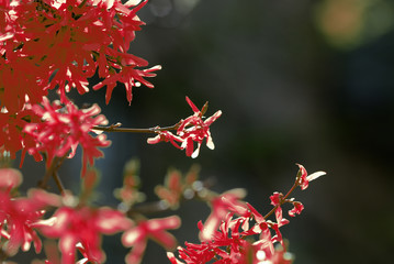 Flowering forsythia bush unusual red color on a sunny spring day close up