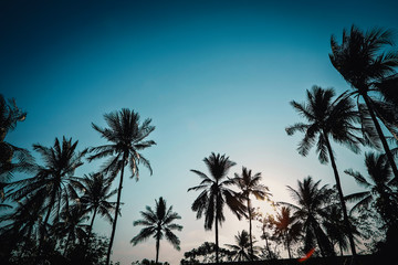 Fototapeta na wymiar Palm trees sunset shadow background