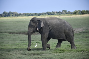 Wild Elephants at Habarana