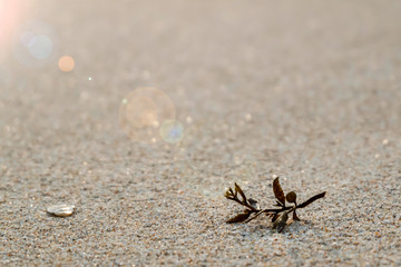 Close up Seaweed on the beach nature style background or noise and soft focus or blur with Bokeh and lens flare.